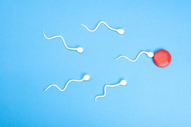 Mavi arka planda yumurta içinde yüzen aktif sperm. Hamilelik kavramı, yumurtanın döllenmesi. Üst görünüm