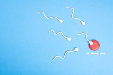 Mavi arka planda yumurta içinde yüzen aktif sperm. Hamilelik kavramı, yumurtanın döllenmesi. Metin için yeri olan üst görünüm