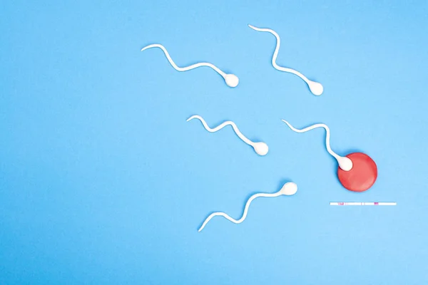 Aktiv sperma simma i ett ägg på en blå bakgrund. Begreppet graviditet, befruktning av ägget. Ovanifrån med plats för text — Stockfoto