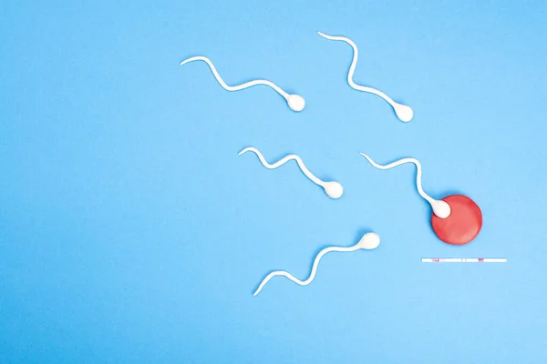 Mavi arka planda yumurta içinde yüzen aktif sperm. Hamilelik kavramı, yumurtanın döllenmesi. Metin için yeri olan üst görünüm
