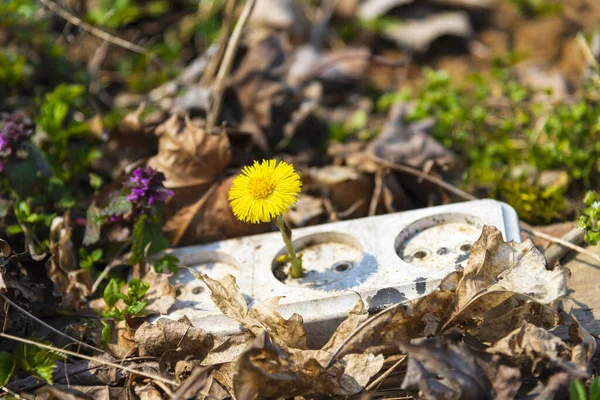 Flor Amarilla Creció Partir Una Vieja Salida Que Fue Arrojada — Foto de Stock