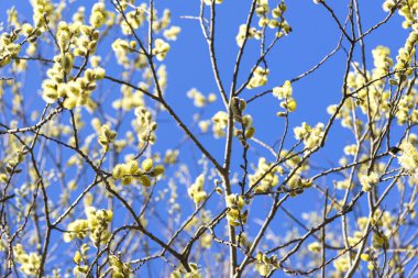 Arkaplan olarak mavi gökyüzüne karşı çiçek açan söğüt dalları.