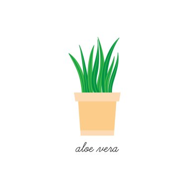 Aloe vera vektör çizimi grafiği. Elle çizilmiş hoş bir bitki, içinde sulu bir bitki var. İzole edilmiş.