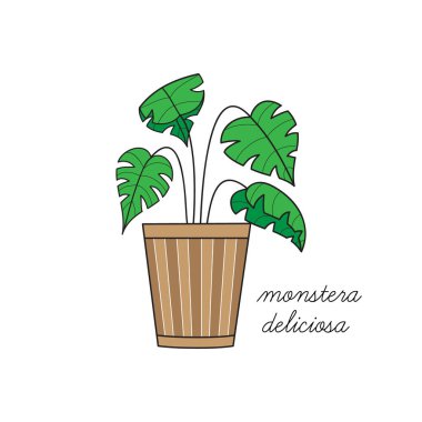 Monstera deliciosa, İsviçre peyniri bitki vektör çizimi grafiği. Elle çizilmiş sevimli bir ev bitkisi. İzole edilmiş.