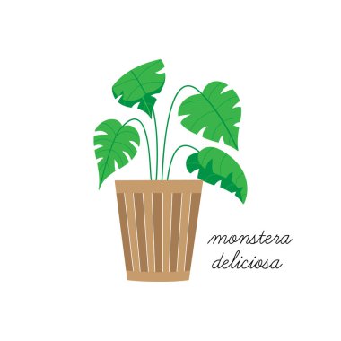 Monstera deliciosa, İsviçre peyniri bitki vektör çizimi grafiği. El çizimi, tencereye sevimli bir bitki. İzole edilmiş.