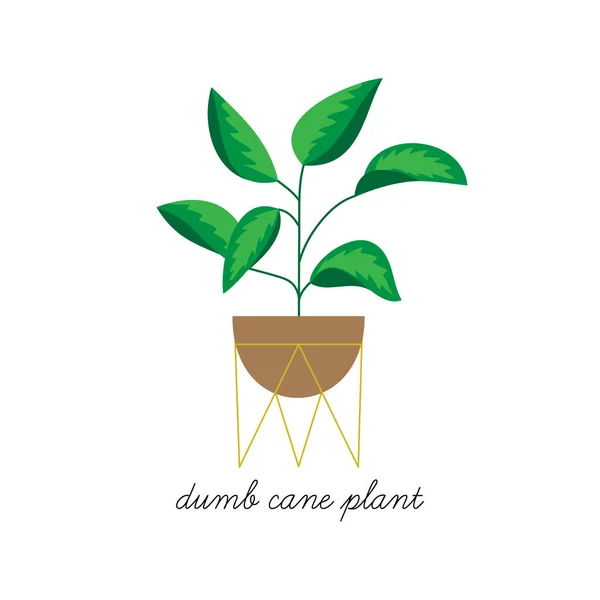 Dumb Cane Plant Dieffenbachia Vector Illustration Graphic Hand Drawn Cute — Stock vektor