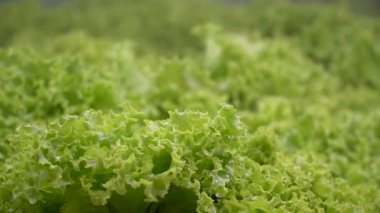 Bir mağazanın rafındaki yeşil marul yaprakları nemlidir.