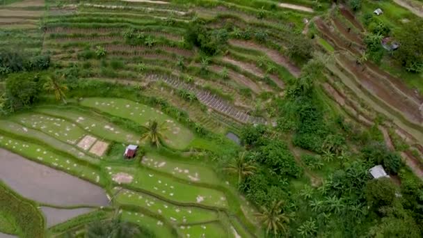 Bali, terrazas de arroz y vistas aéreas a las montañas — Vídeos de Stock