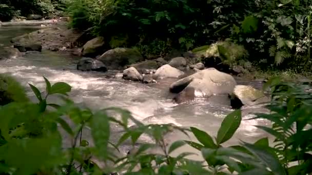 Folyó a dzsungelben víz folyik a kövek között — Stock videók