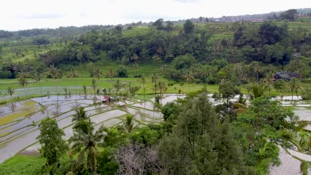 Бали, рисовые террасы и вид на горы с воздуха — стоковое видео