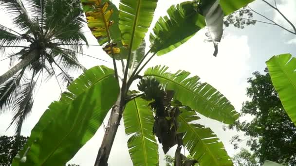 Banana palm tree on sky background — Stock Video