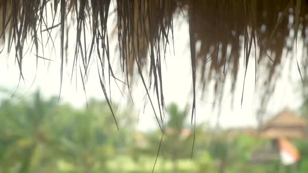 Arka plandaki palmiye ağaçlarının sazdan çatısı — Stok video