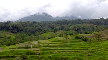 Bali, pirinç terasları ve dağ manzarası.