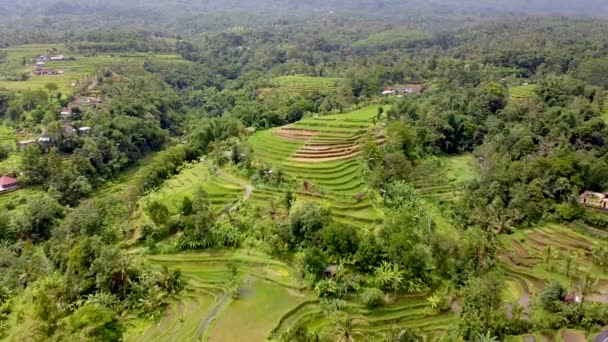 Bali, terrazas de arroz y vistas aéreas a las montañas — Vídeo de stock