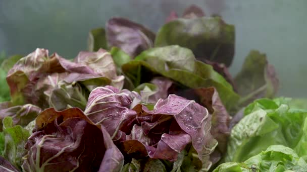 Листя червоно-зеленого салату на полиці в магазині зволожуються — стокове відео