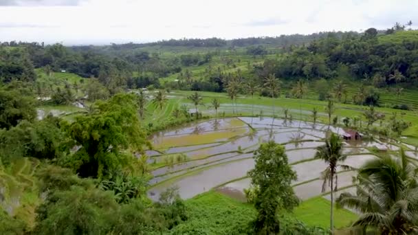 Bali, teras beras dan pegunungan pemandangan udara — Stok Video