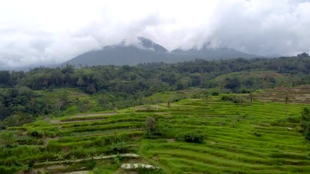 Bali, rice terraces and mountains aerial view — Stock Video