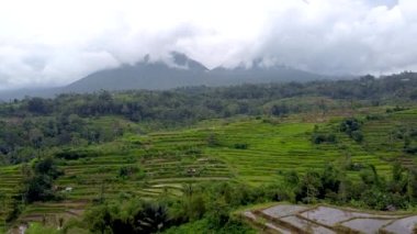 Bali, pirinç terasları ve dağ manzarası.