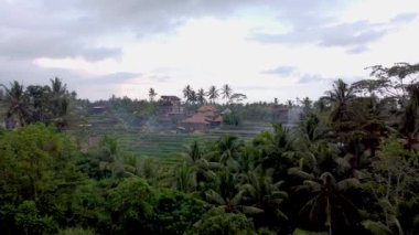 Bali Ubud Ormanı hava görüntüsü