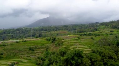 Bali, pirinç terasları ve palmiye ağaçları havadan görünüyor.