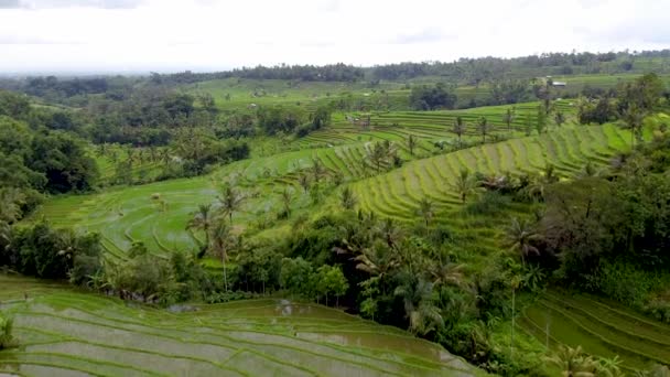 Bali, Reisterrassen und Berge aus der Luft — Stockvideo