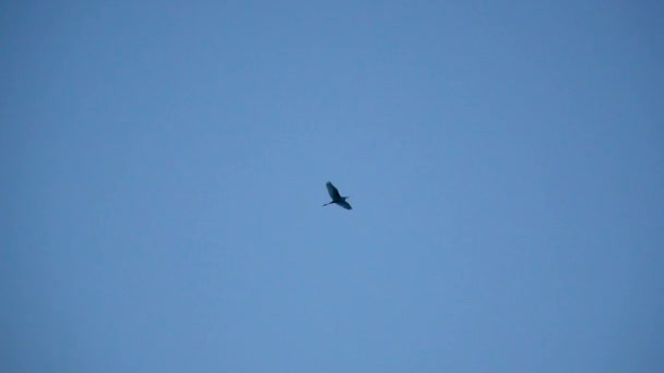 Storch fliegt gegen den blauen Himmel — Stockvideo