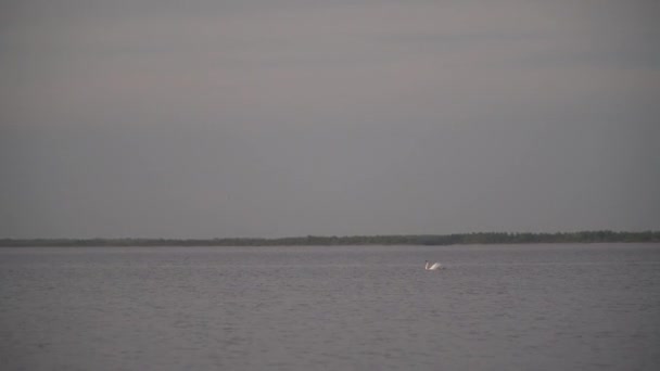 Biały łabędź pływa na Jeziorze Pskowskim — Wideo stockowe