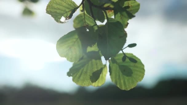 Гілка дерева з зеленим листям, що гойдається на вітрі — стокове відео