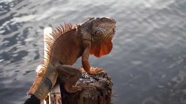 Iguana telefonda selfie çubuğuyla korktu ve suya atladı. — Stok video