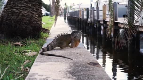 水に沿って海岸を這う大きなイグアナが木に近づくと成長します — ストック動画