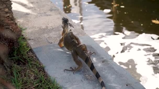 Ein großer Leguan kriecht am Ufer entlang und geht dann in die Nähe von Bäumen — Stockvideo