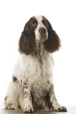 İngiliz sıçramak İspanyol Studio