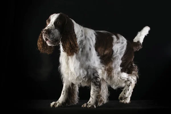 English springer spaniel in studio — Stock Photo, Image