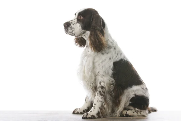 Inglês springer spaniel no estúdio — Fotografia de Stock