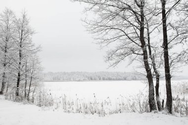 Kar kaplı ağacın önünde su