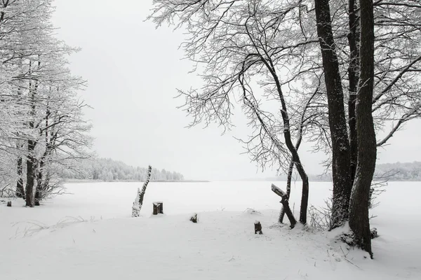 A snow covered tree in front of water — Stock Photo, Image