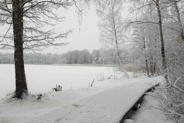 Ein schneebedeckter Baum vor dem Wasser — Stockfoto