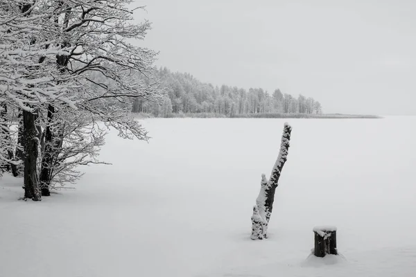 Kar kaplı ağacın önünde su — Stok fotoğraf