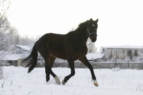 Brun häst körs på snö — Stockfoto