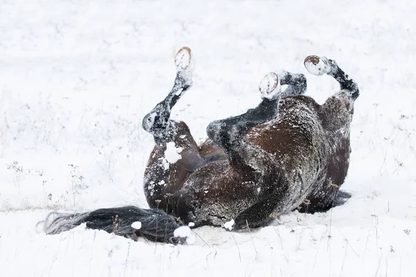 Um cavalo castanho deitado a brincar na neve — Fotografia de Stock