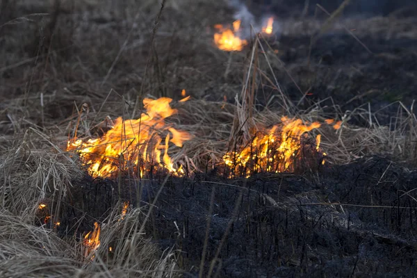 Un fuego de primavera. Hierba ardiendo. Campo humo fondo —  Fotos de Stock