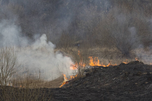 A spring fire. Burning grass