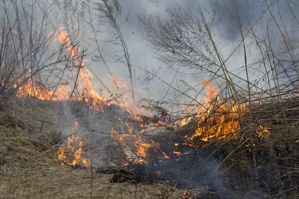 Un fuego de primavera. Hierba ardiente —  Fotos de Stock