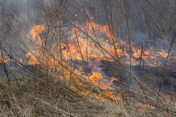 Un feu de source. Herbe brûlante — Photo