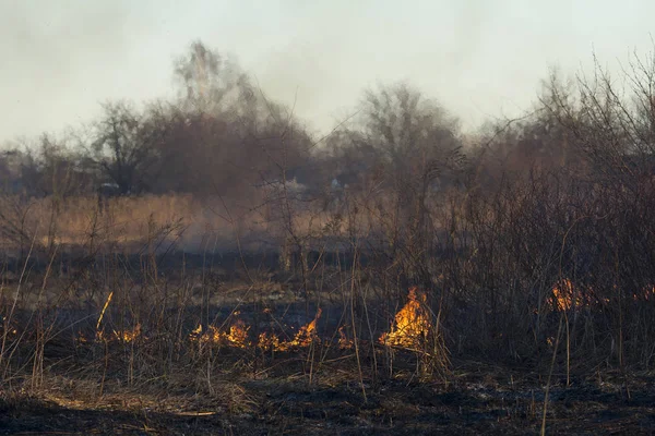 Jarní oheň. Vypalování trávy. Pole kouřové pozadí — Stock fotografie