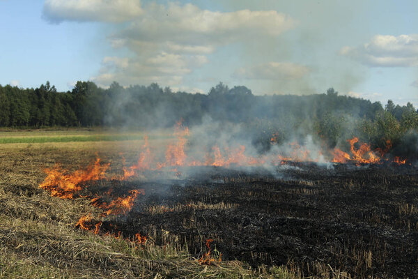 A spring fire. Burning grass. Field Smoke Background