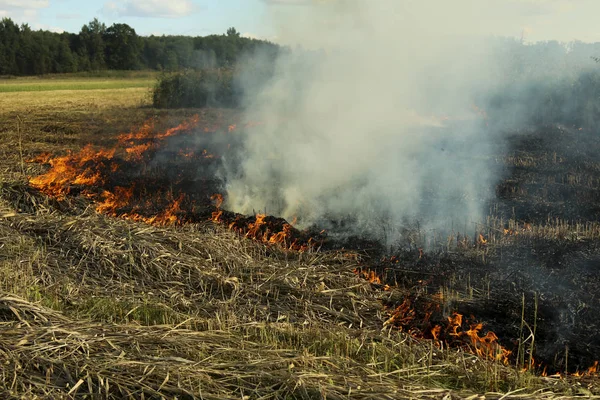 Un fuego de primavera. Hierba ardiendo. Campo humo fondo —  Fotos de Stock