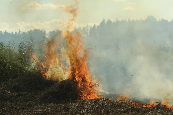 Våren brand. Bränna gräset. Fält rök bakgrund — Stockfoto
