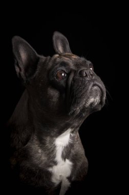 Çok güzel bir Fransız buldozer - atış, stüdyo portre siyah izole.