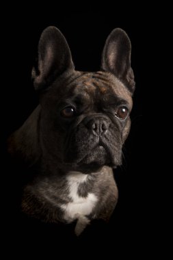 Çok güzel bir Fransız buldozer - atış, stüdyo portre siyah izole.